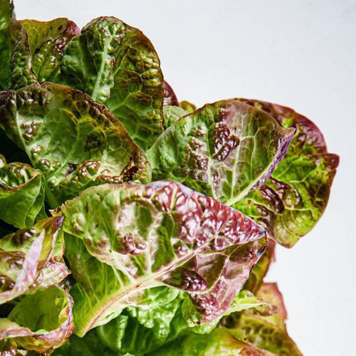 Kırmızı Gül Marulu