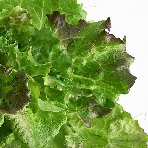 Kırmızı Yelkenler Marulu